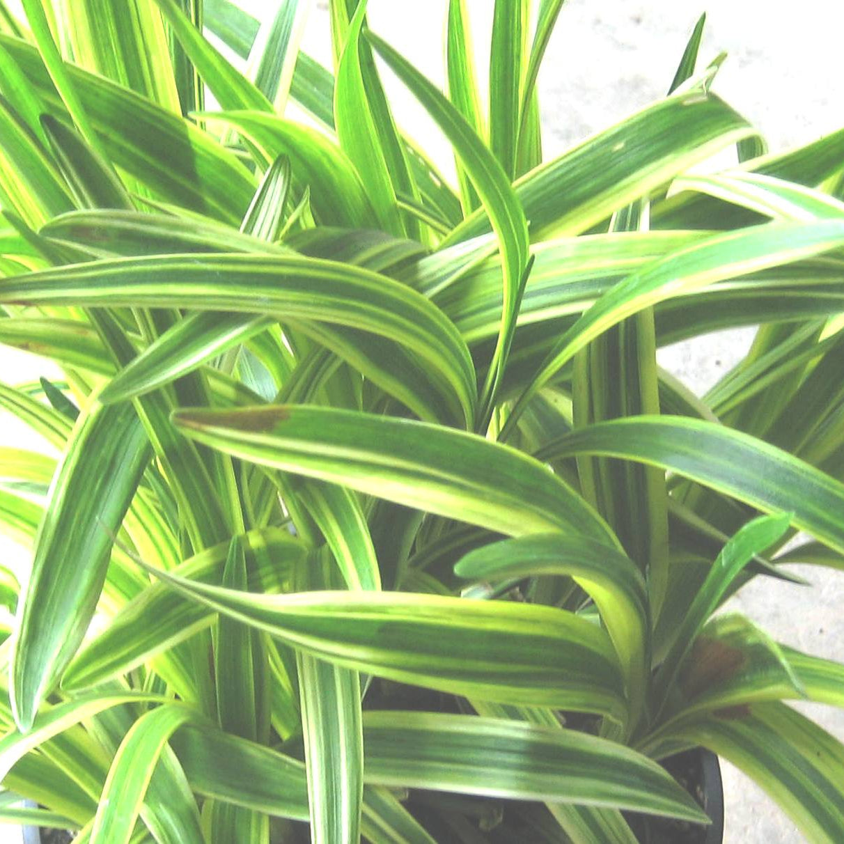Silvery Sunproof Lily Turf (Liriope muscari 'Silvery Sunproof') - 1 gallon