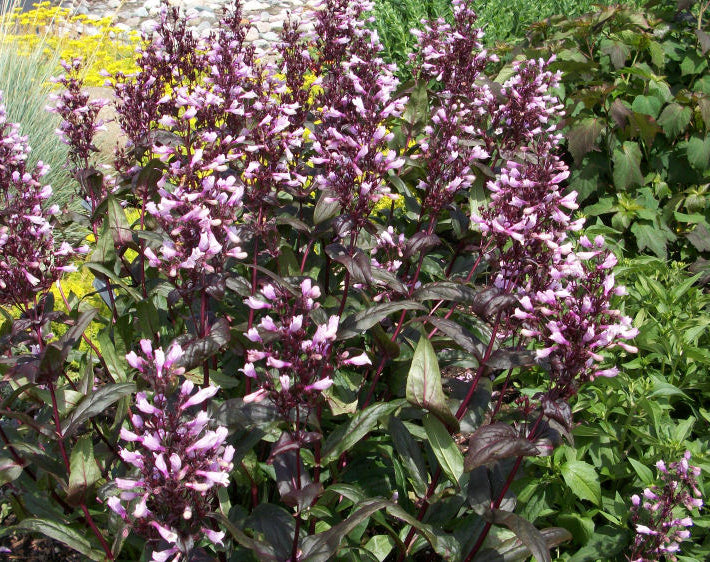 Dark Towers Beard Tongue (Penstemon x 'Dark Towers') - 1 gallon