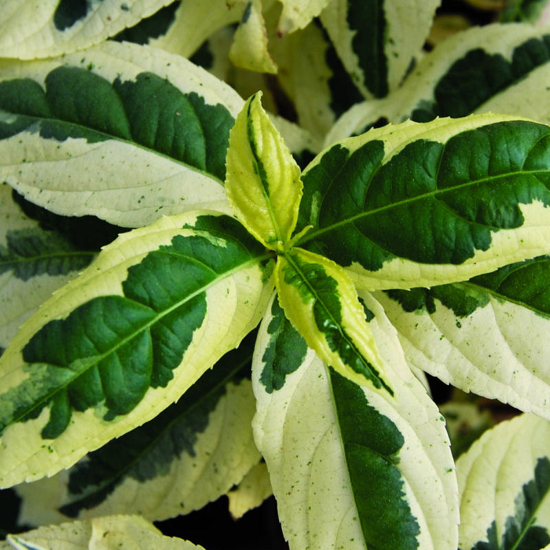 Cool Splash® Dwarf Bush Honeysuckle (Diervilla sessilifolia 'LDPC Podaras') - 3 gallon 12"