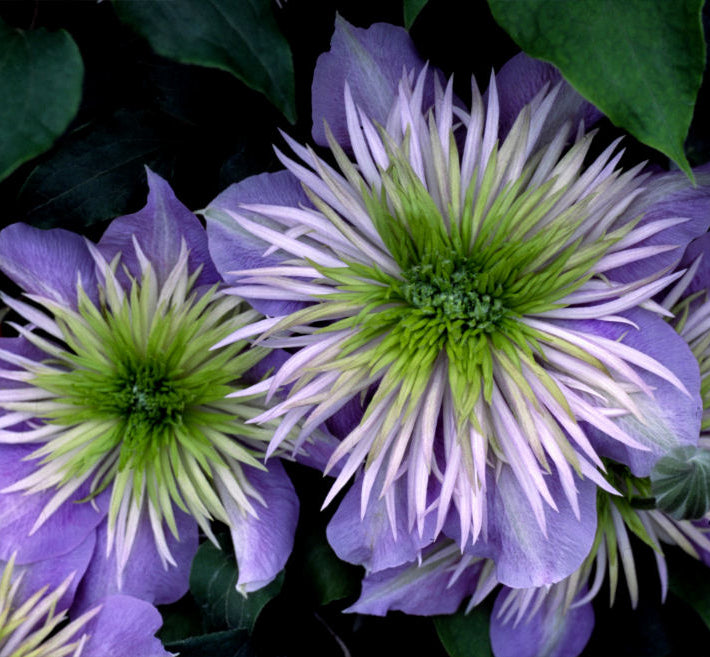 Crystal Fountain™ Clematis (Clematis crystal 'Crystal Fountain') - 1 gallon