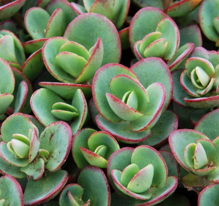 Lime Zinger Stoncrop (Sedum sedum 'Lime Zinger') - 1 gallon
