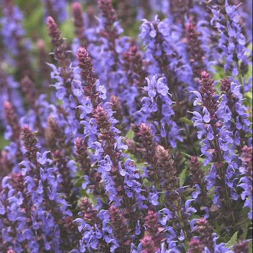 Sensation® Sky Blue Meadow Sage (Salvia nemerosa 'Sensation Sky Blue') - 1 gallon