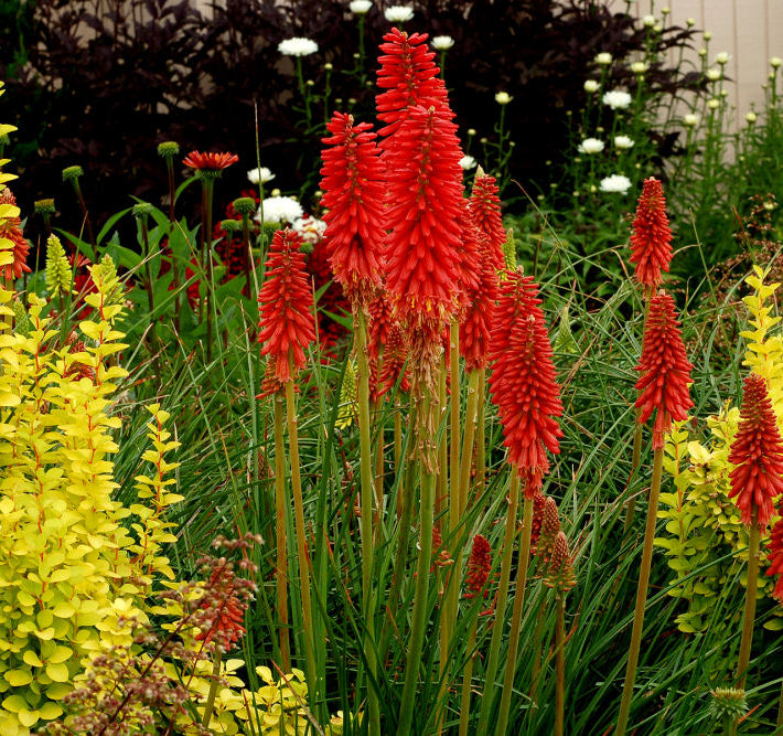 Red Hot Popsicle Dwarf Poker (Kniphofia redhot 'Red Hot Popsicle') - 1 gallon