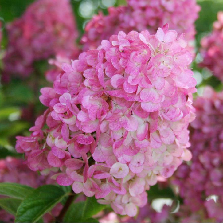First Editions® Strawberry Sundae® Hydrangea (Hydrangea paniculata ‘Rensun’) - 2 gallon