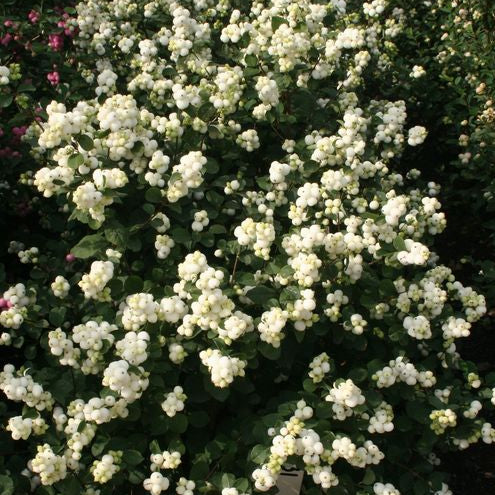 Magical® Avalanche Coralberry (Symphoricarpos doornsbosii ‘Kolmava’) - 3 gallon 15"