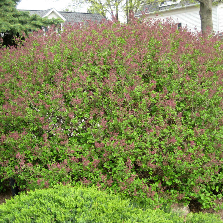 Dwarf Korean Lilac (Syringa meyeri 'Palibin') - 1 gallon