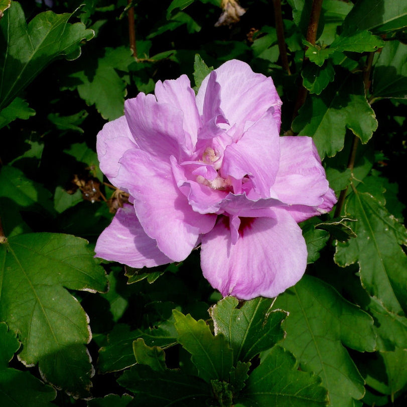 Ardens Rose of Sharon (Hibiscus syriacus 'Ardens') - 1 gallon