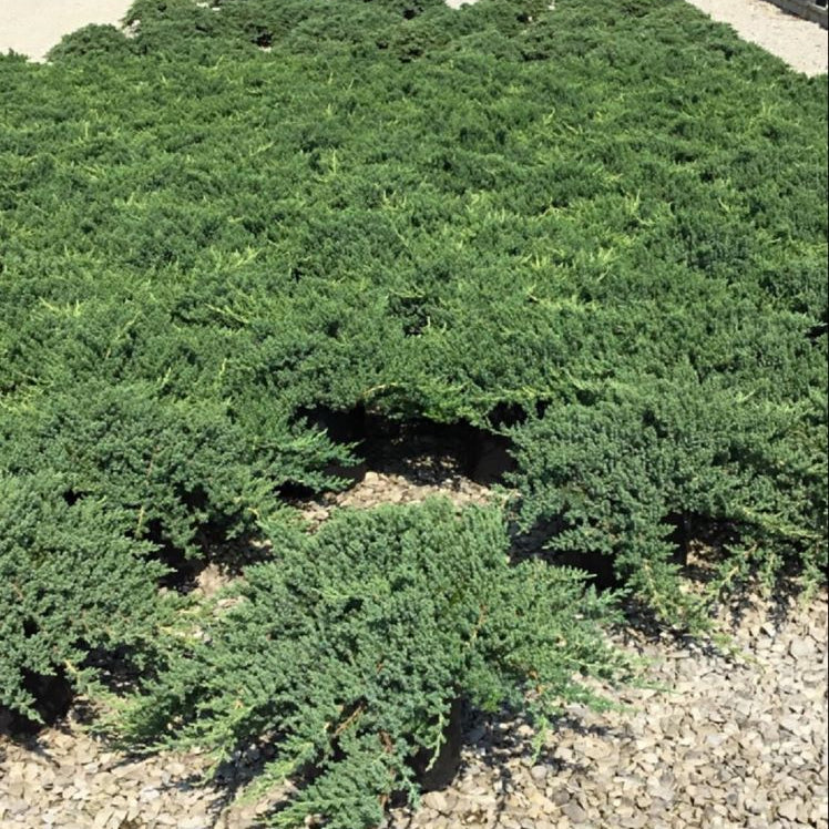 Dwarf Japanese Garden Juniper (Juniperus chinensis 'Nana') - 1 gallon 6"