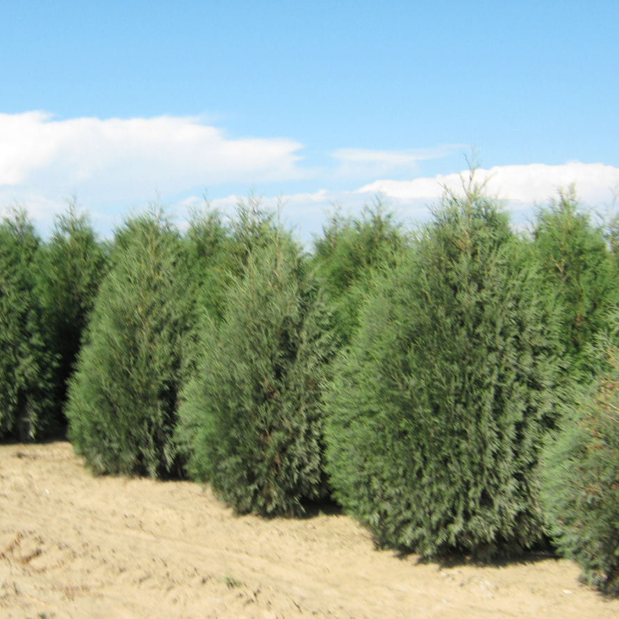Techny Mission Arborvitae (Thuja occidentalis 'Techny Mission') - 2 gallon 15-18"