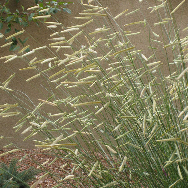 Blonde Ambition Blue Grama Grass (Bouteloua 'Blonde Ambition') - 3 gallon