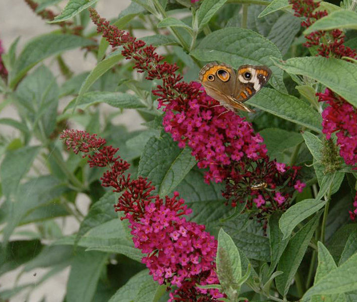 'Miss Molly' Butterfly Bush (Buddleia x 'Miss Molly') - QT