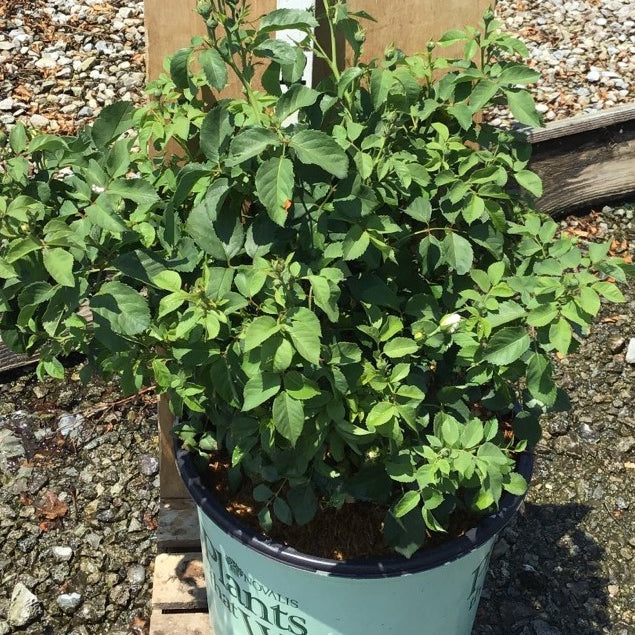 Whipped Cream™ Floribunda Rose (Rosa whipped 'Cream') - 3 gallon