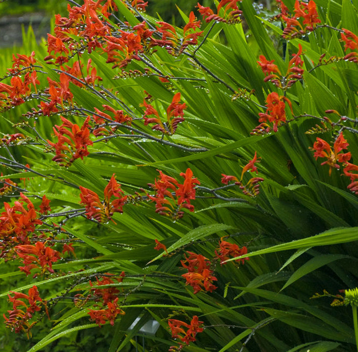 Lucifer Montbretia (Crocosmia x crocosmiiflora 'Lucifer') - 1 gallon