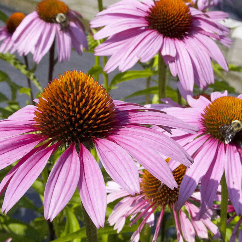 Purple Coneflower (Echinacea purpurea 'Magnus') - half gallon