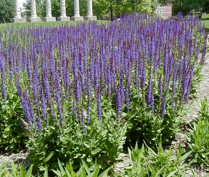 East Friesland Meadow Sage (Salvia nemorosa 'East Friesland') - 1 gallon