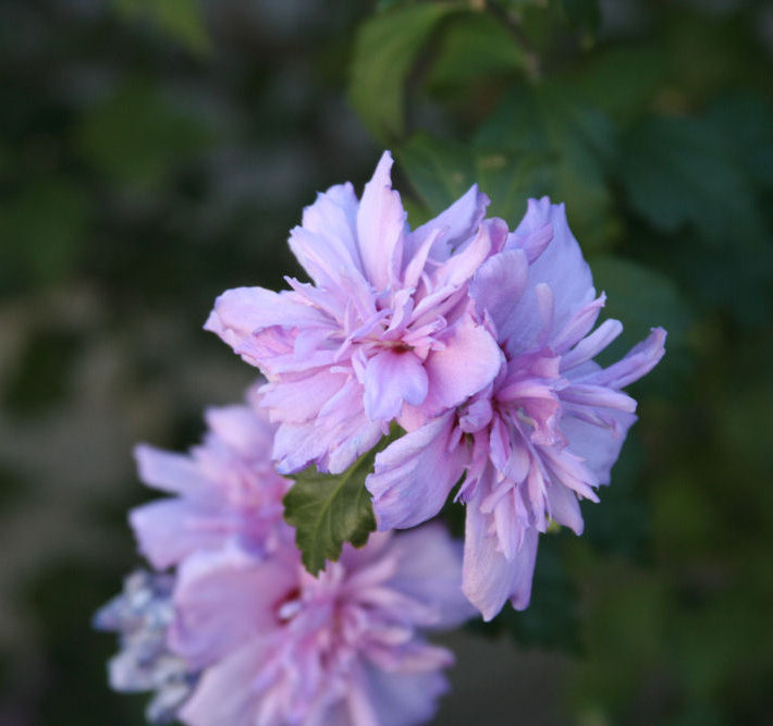 Blushing Bride Rose of Sharon (Hibiscus syriacus 'Blushing Bride') - 3 gallon 18"