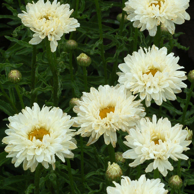 Victorian Secret Shasta Daisy (Leucanthemum 'Victorian Secret') - 1 gallon