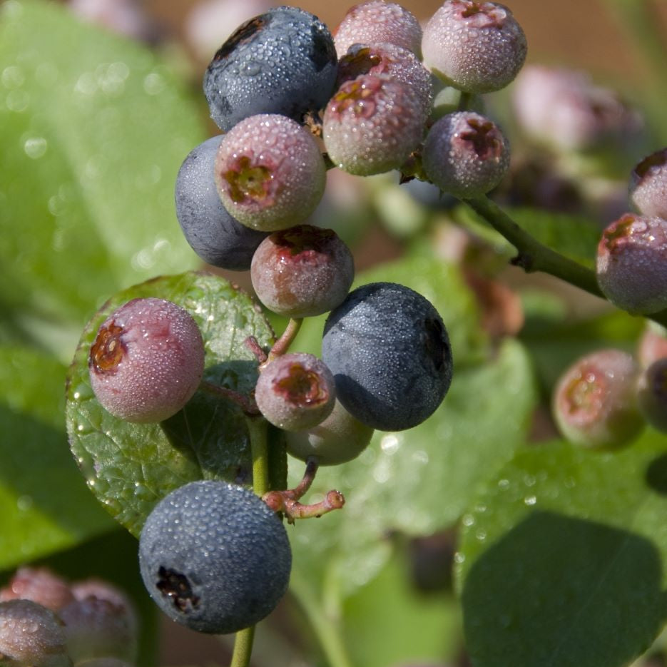 Patriot Highbush Blueberry (Vaccinium patriot 'Patriot') - 1 gallon 10"