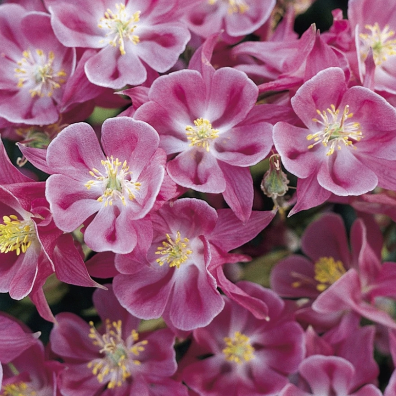 Winky Rose-Rose Columbine (Aquilegia 'Winky Rose-Rose') - 1 gallon