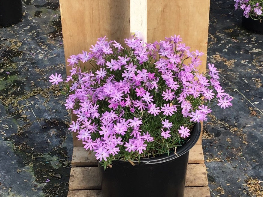 Bedazzled Lavender Hybrid Spring Phlox (Phlox subulata 'Bedazzled Lavender') - 1 gallon