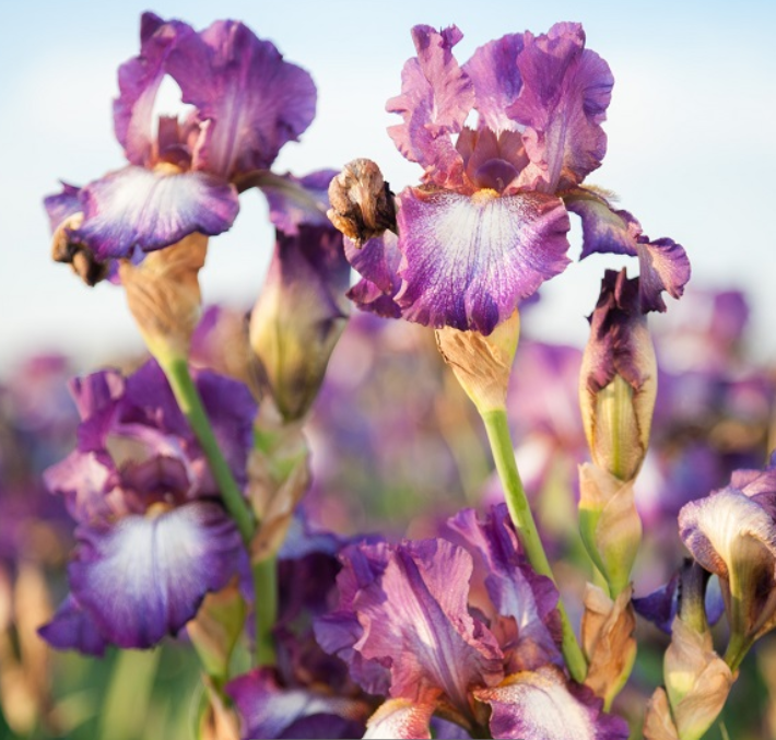 Iris Wine Festival (Iris germanica 'Wine Festival') - 1 gallon