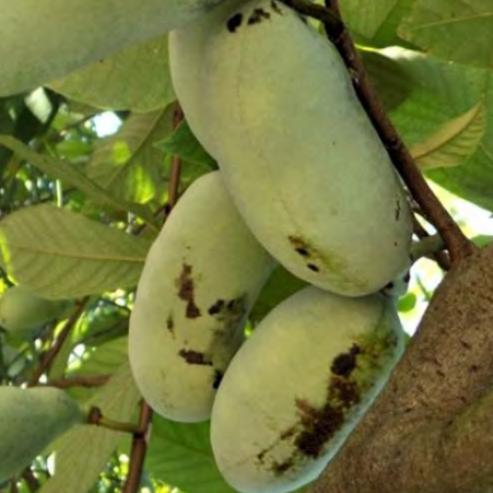 Pawpaw (Asimina triloba) - 3 gallon