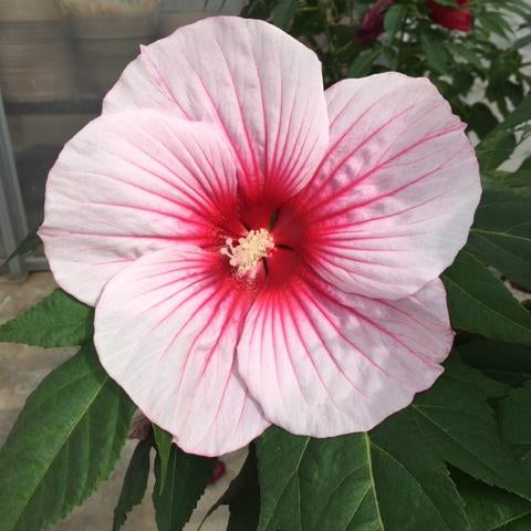 Moonshadow™ Rosita Rose Mallow (Hibiscus rosita) - 2 gallon