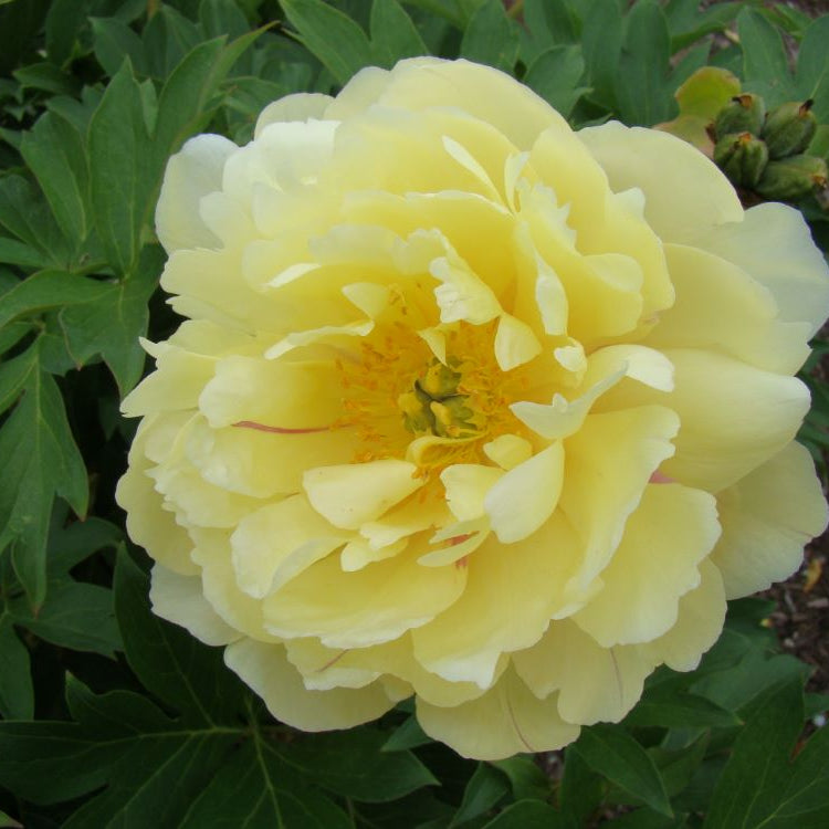Garden Candy® Pineapple Fizz™ Itoh Peony (Paeonia 'I Pineapple Fizz') - 2 gallon