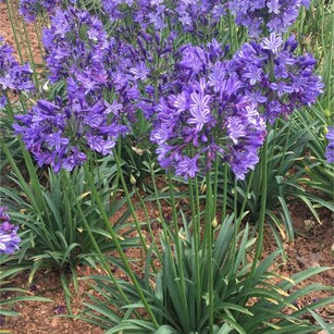 Poppin' Star Lily of the Nile (Agapanthus 'Poppin' Star') - 1 gallon