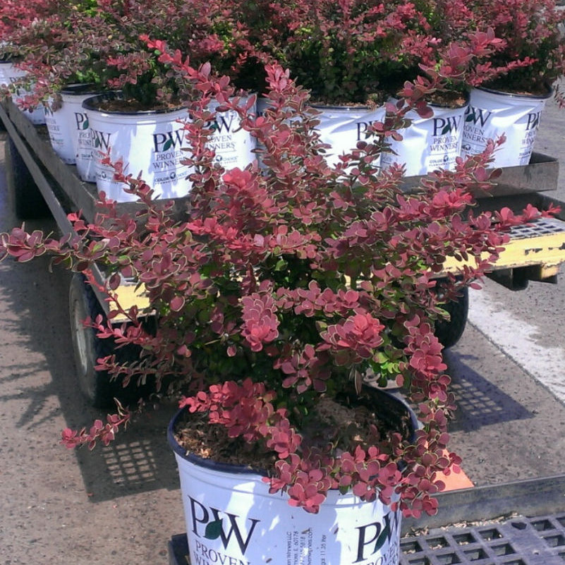 Sunjoy® Tangelo™ Barberry (Berberis thunbergii 'Sunjoy Tangelo') - QT