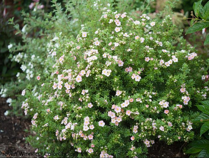 Proven Winners® Color Choice® Happy Face® Pink Paradise Cinquefoil (Potentilla fruticosa '‘Kupinpa’') - QT