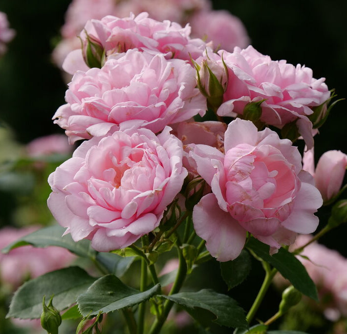 Reminiscent™ Pink Rose (Rosa reminiscent 'Pink') - QT