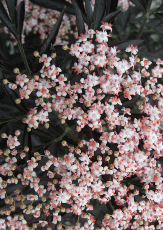 Black Lace® Elderberry (Sambucus nigra 'Eva') - QT