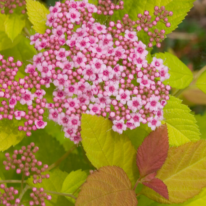 Double Play Big Bang® Spirea (Spiraea japonica 'Tracy') - QT