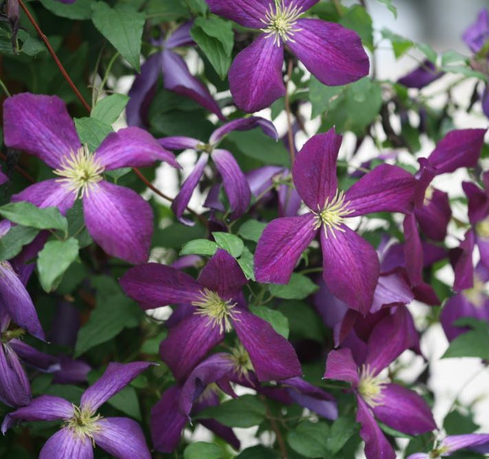 Happy Jack® Purple Clematis (Clematis x Happy Jack® Purple) - QT