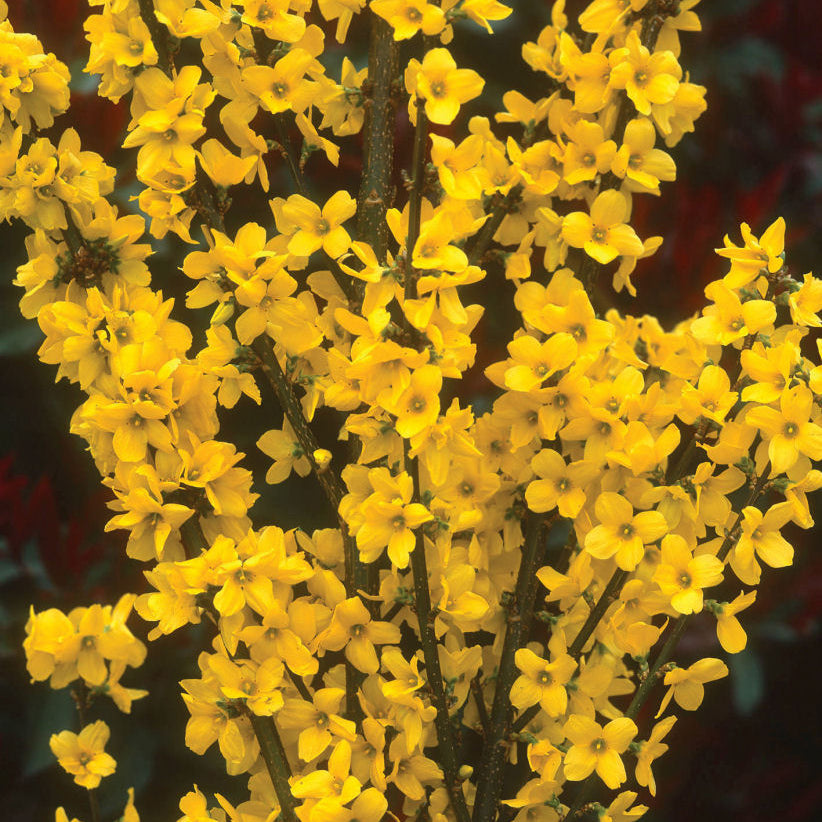 Show Off® Forsythia (Forsythia x intermedia 'Mindor') - QT