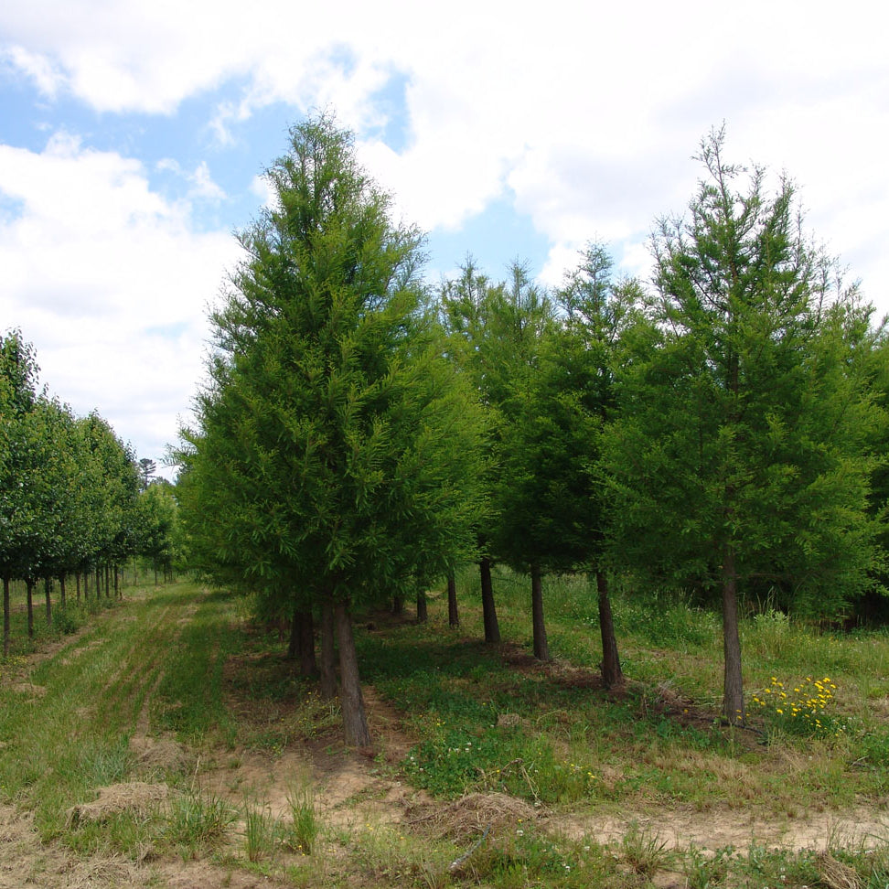Shawnee Brave™ Baldcypress (Taxodium distichum 'Shawnee Brave') - 1 gallon 1-2' TREE
