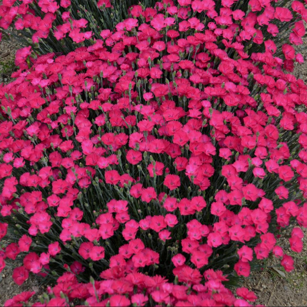 'Paint the Town Magenta' Pinks
(Dianthus paint 'The Town Magenta') - QT