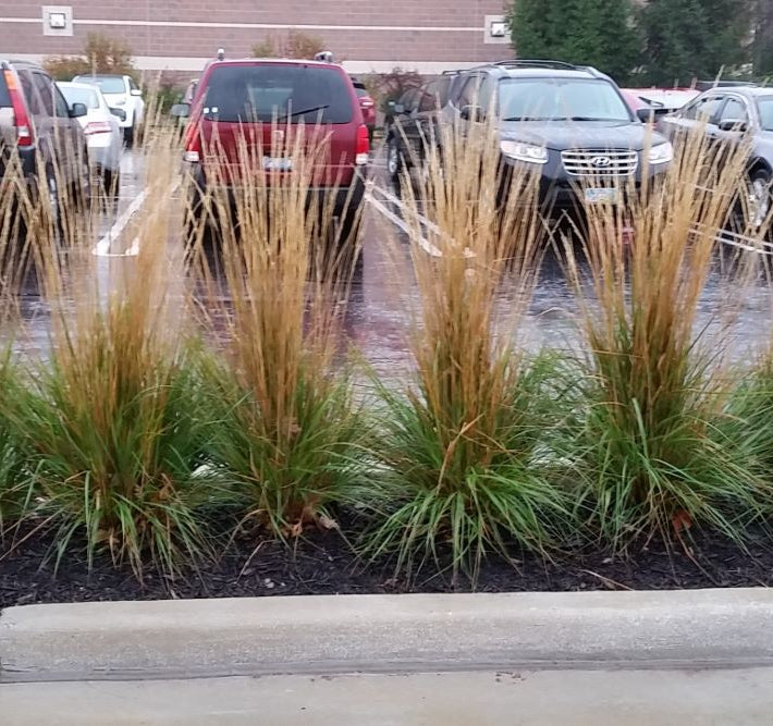 Karl Foerster Feather Reed Grass (Calamagrostis x acutiflora 'Karl Foerster') - QT