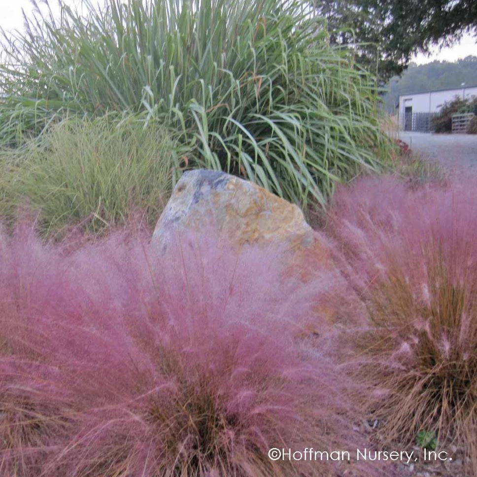 Pink Muhly Grass (MUHLENBERGIA 'Muhlenbergia Capillaris') - QT