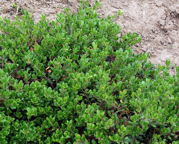 Massachusetts Bearberry (Arctostaphylos uva-ursi 'Massachusetts') - 1 gallon