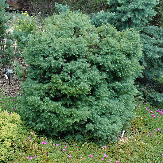 Mushroom Japanese Cedar (Cryptomeria jap. ‘Mushroom’) - 1 gallon