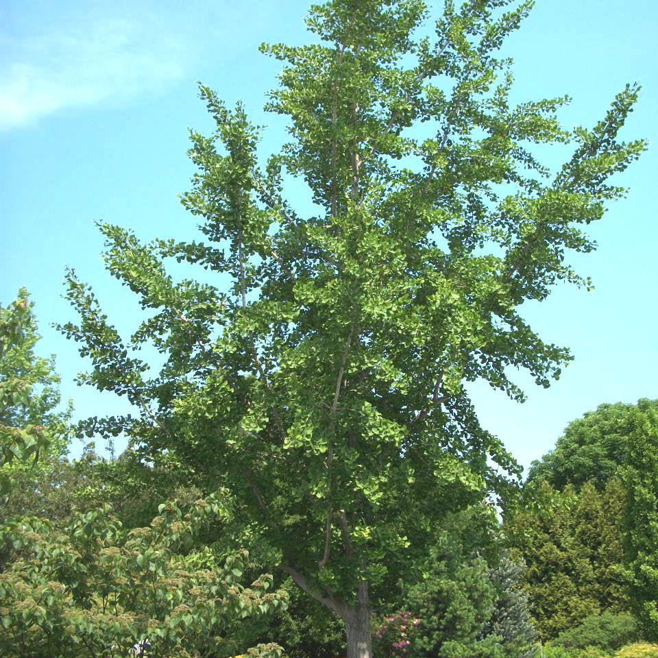 Princeton Sentry™ Ginkgo (Ginkgo biloba 'Princeton Sentry') - 1 gallon