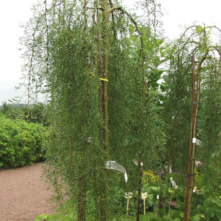 Walker Weeping Siberian Peashrub (Caragana arborescens 'Walkeri') - 3 gallon 12" HEAD