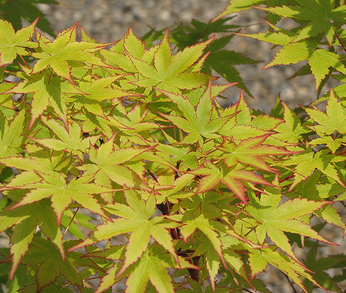 'Sango kaku' Coral Bark Japanese Maple (Acer palmatum 'Sango-kaku') - 1 gallon