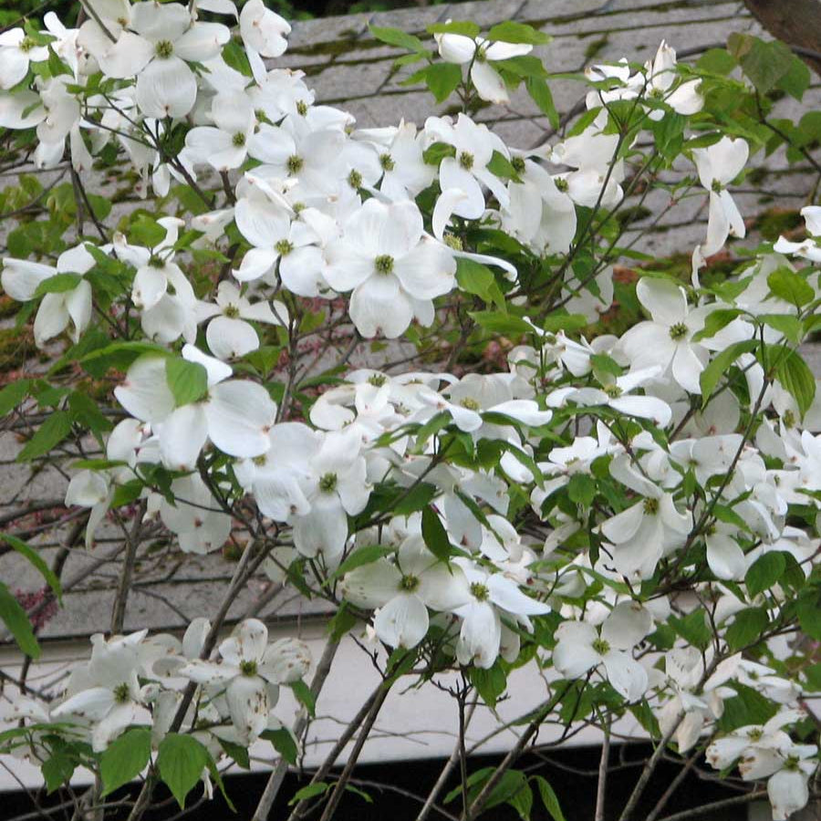 Cherokee Princess Flowering Dogwood (Cornus florida 'Cherokee Princess') - 2 gallon 3' TREE