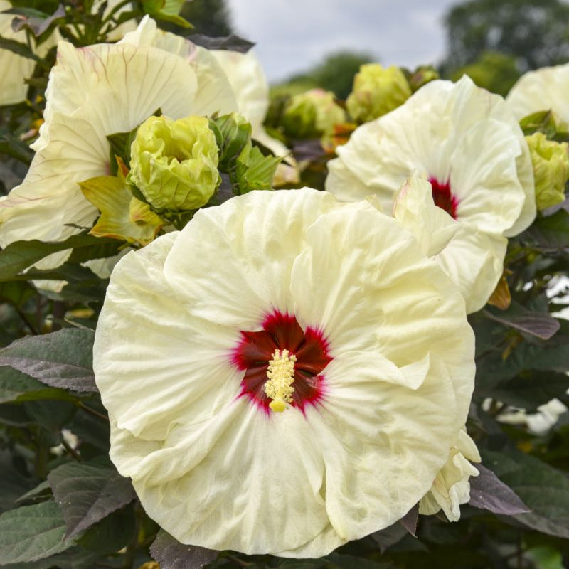SUMMERIFIC® ‘Coconut Cream’ Rose Mallow (Hibiscus 'Coconut Cream') - 1 gallon