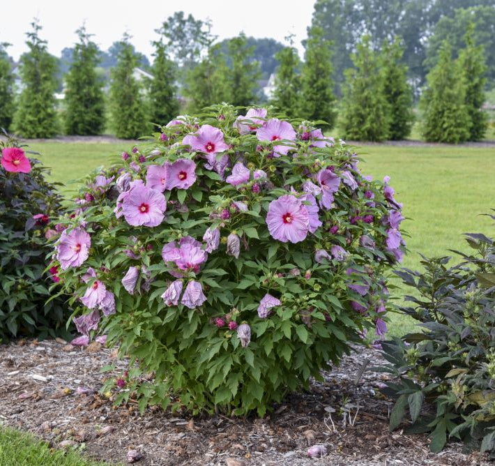 Summerific® 'Lilac Crush' Rose Mallow (Hibiscus x 'Summerific Lilac Crush') - 1 gallon