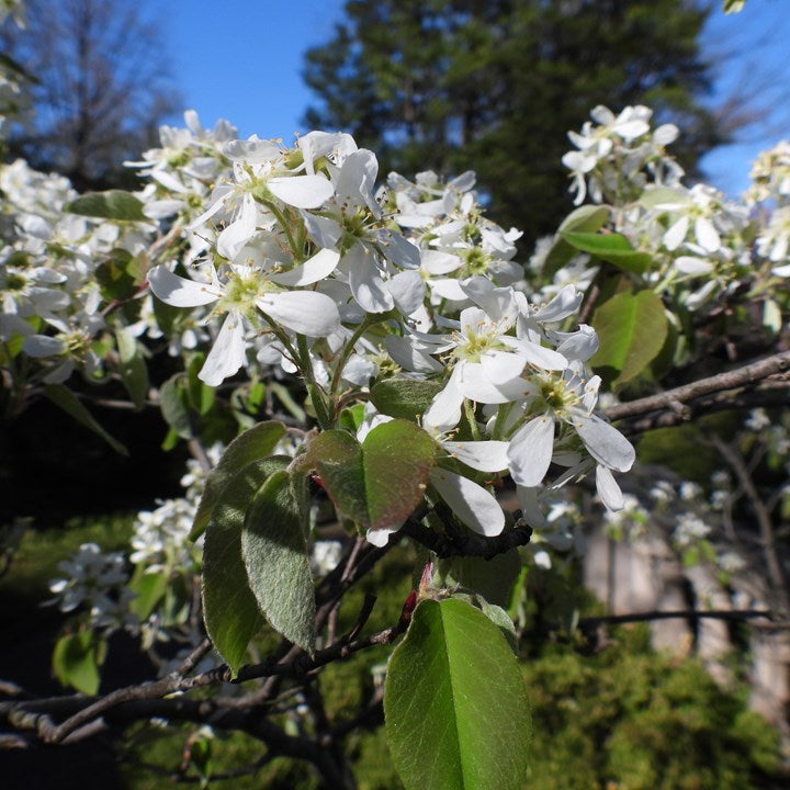 ‘Regent’ alder-leaved serviceberry (Amelanchier alnifolia 'Regent') - 3 gallon