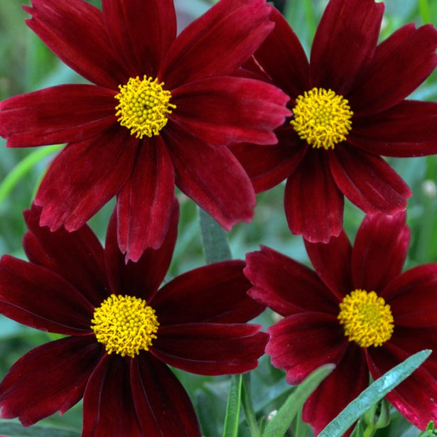 Li’l Bang™ Red Elf Tickseed (Coreopsis x 'Lil Bang Red Elf') - QT